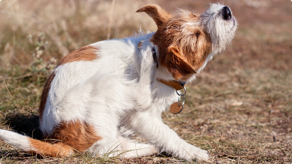 How to Get Rid of Fleas in the House Fast_ A Comprehensive Guide
