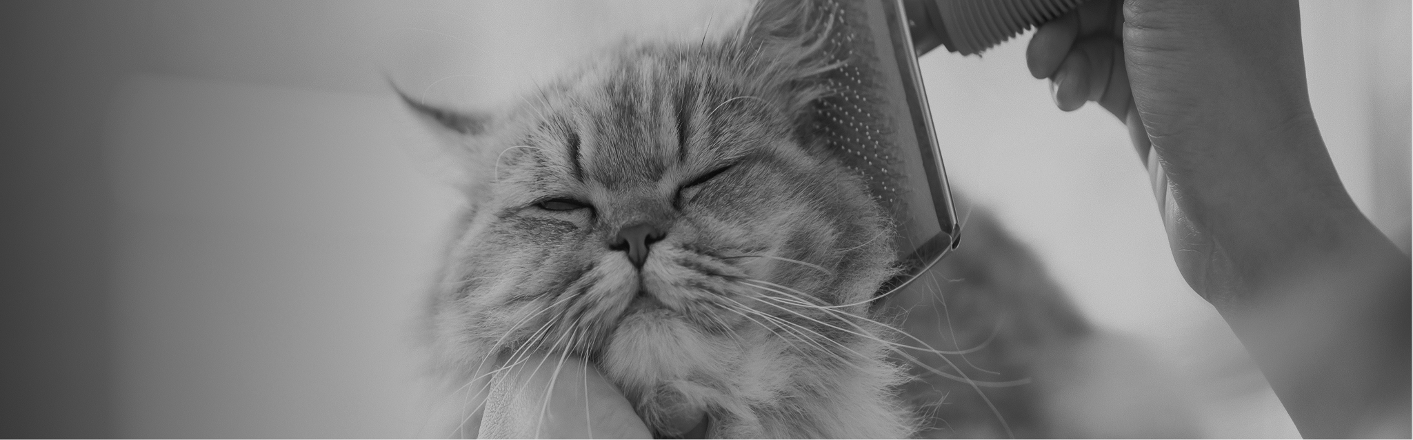 catgroom