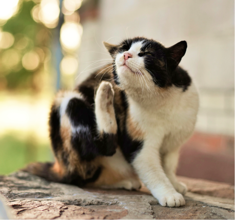 catscratch