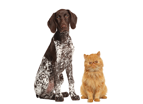 dogcat