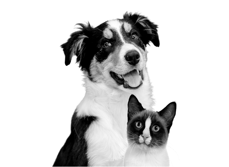 dogcat2